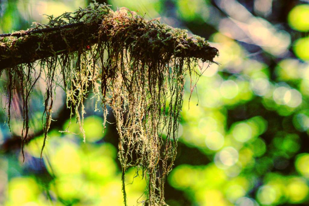 Job protection means status quo for B.C.’s private forestland: Parmar