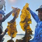 Cascadia Seaweed VP of operations Matt Obee and aquaculture field technician Alberto Roldan collect mature blades of kelp. (Courtesy Cascadia Seaweed)
