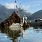 Cascadia Seaweed harvests kelp from multiple farms, including this one in Prince Rupert. (Courtesy Cascadia Seaweed)