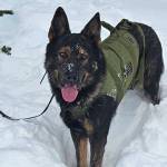 Vernon North Okanagan RCMP Police Service Dog Phantom recently celebrated his fifth birthday, the RCMP announced Thursday, Feb. 5, 2026. (RCMP photo)