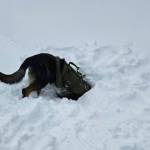 Phantom celebrated his birthday playing in the snow amid training for his avalanche search and rescue certification. (RCMP photo)